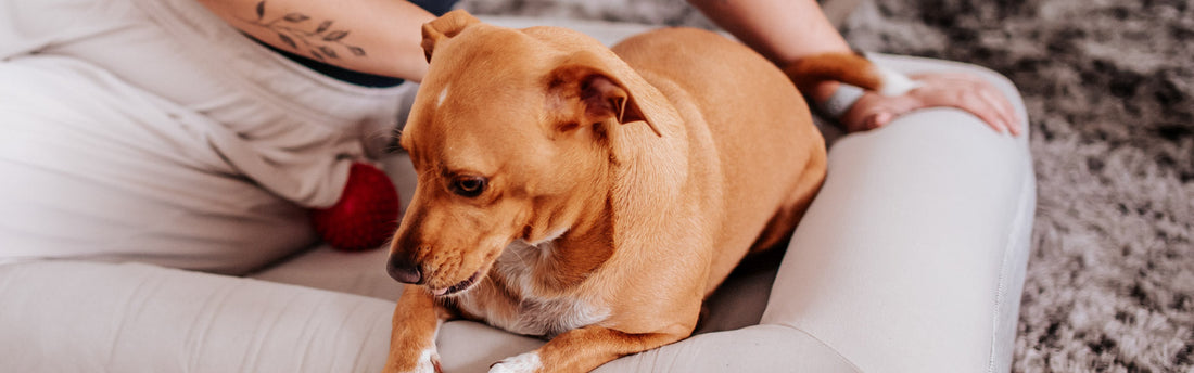 Todo lo que necesitas saber sobre tu primer perro: guía práctica para empezar con buen pie