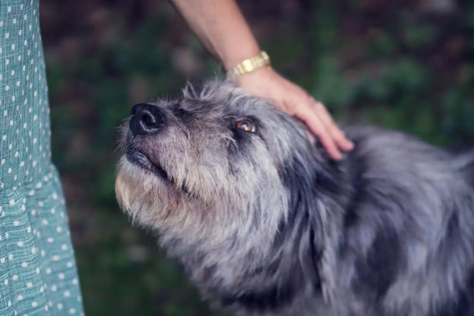 Cómo cuidar a un perro adulto mayor (guía completa y honesta)