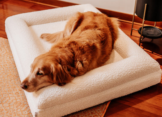 Cómo sé si mi perro tiene artrosis: señales, causas y cuándo acudir al veterinario