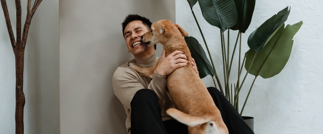 ¿Por qué el amor de un perro es el más puro?