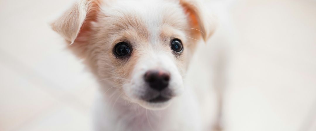 Cuidados esenciales para tu nuevo cachorro