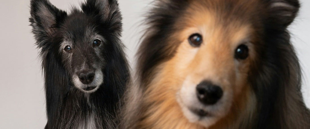 Cómo mejorar la calidad de vida de tu perro senior en 2026