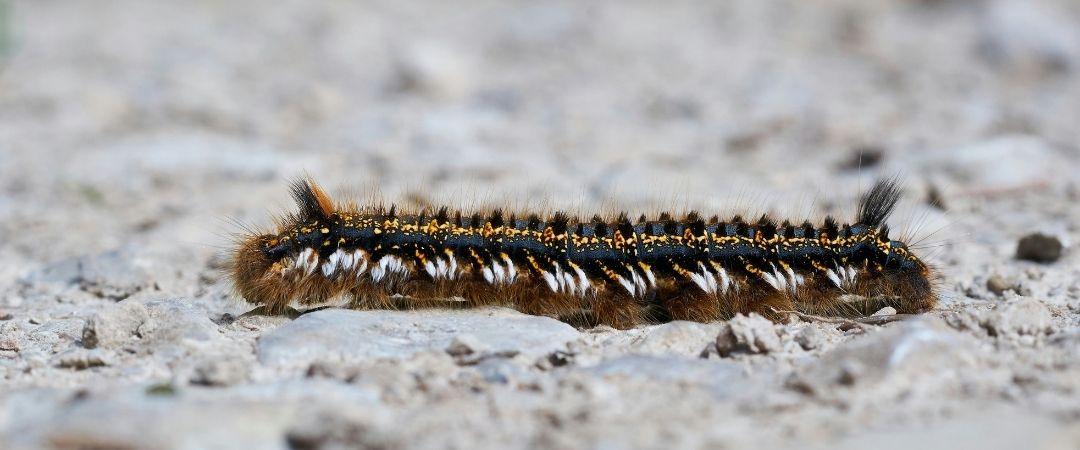 ¿Qué es la oruga procesionaria y por qué es peligrosa para los perros?