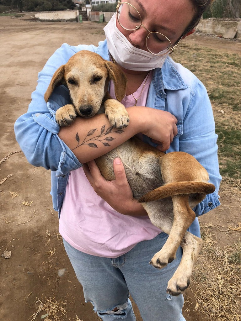 Pethijos Espana - Camas para perros ortopedicas viscoelasticas - Nuestro proposito perro rescatado