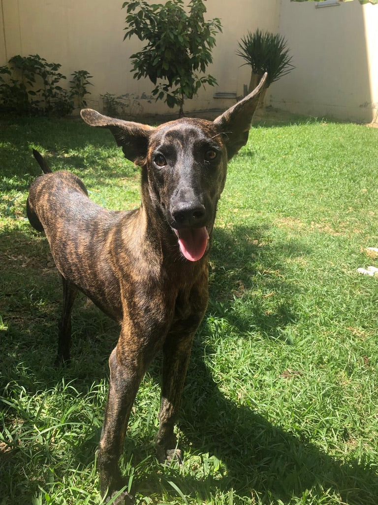 Pethijos Espana - Camas para perros ortopedicas viscoelasticas - perro rescatado 2