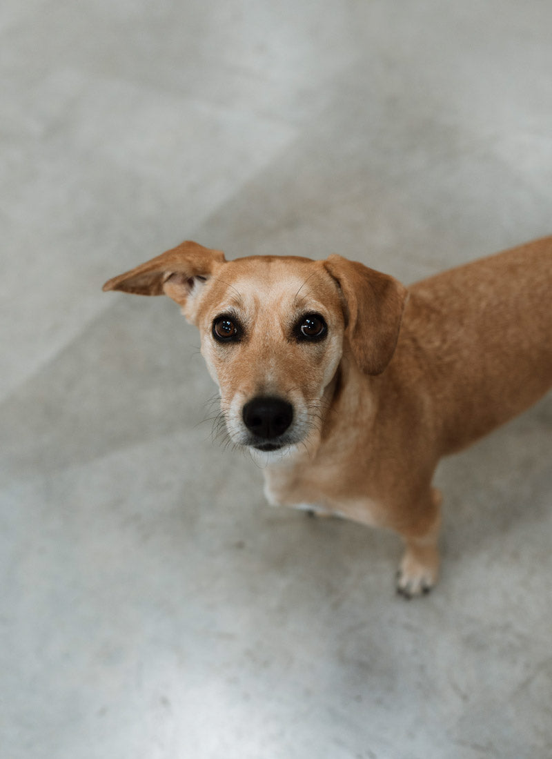 Pethijos Espana - Camas para perros ortopedicas viscoelasticas - foto perro mediano