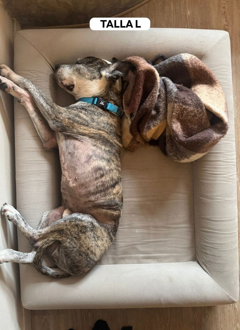 Pethijos_Espana_-_Camas_para_perros_ortopedicas_viscoelasticas_-_modelo_pethijos_Perro_raza_pitbull_talla_L