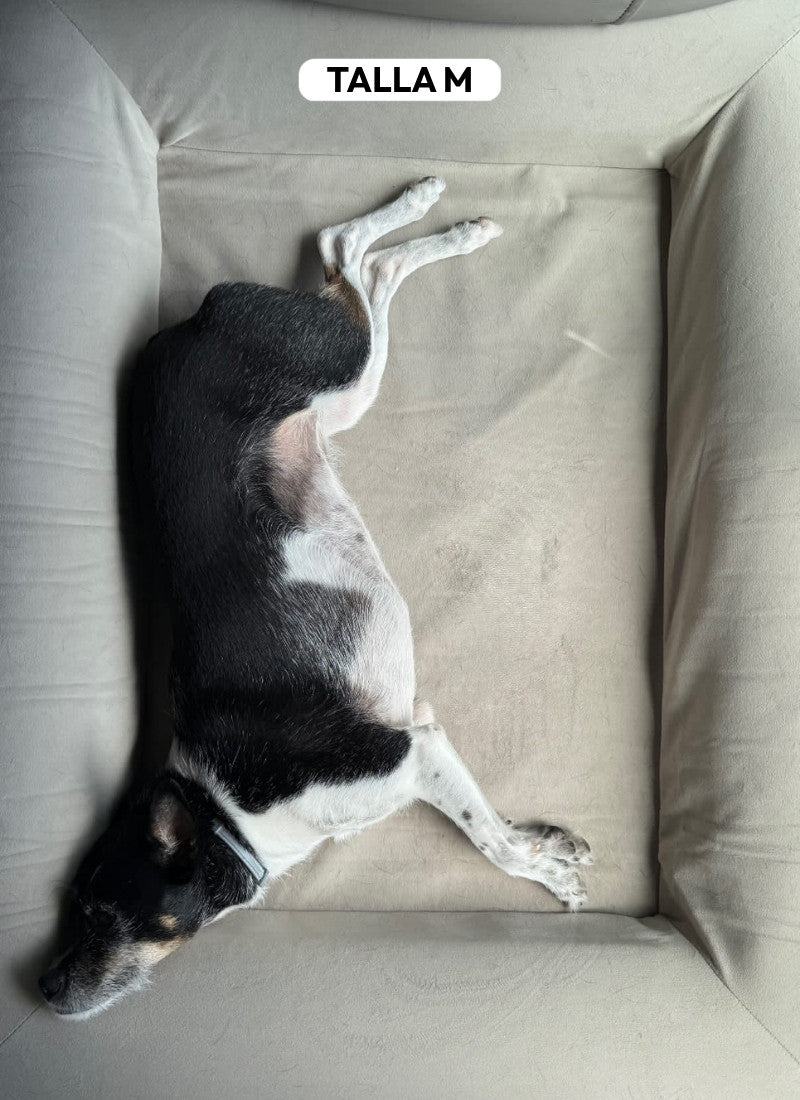 Pethijos_Espana_-_Camas_para_perros_ortopedicas_viscoelasticas_-_modelo_pethijos_Perro_raza_mediana_talla_M